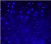Гирлянда-дождь (плей-лайт) светодиодная Rich Led 2*6 м, 220 В, пост. св., IP65, синий, пр. черный