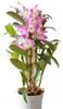 Орхидея Дендробиум d12, НИДЕРЛАНДЫ, код 3110101486, штрихкод 300040602001, артикул