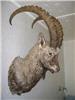 Таксидермия, изготовление изделия Козерог (горный козёл) по грудь в Новосибирске