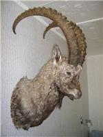 Таксидермия, изготовление изделия Козерог (горный козёл) по грудь в Новосибирске