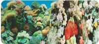 Двусторонний фон для аквариума Nature 60см, Кораллы (синий) / Кораллы (синий)