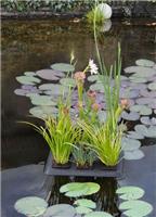 Плавающая корзина для растений Floating Plant Oasis 30x40