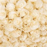 Фотообои Flizelini 3011-3F 2.7х2.7м Чайные розы, Россия, код 07105070018, штрихкод 460373499386, артикул 166751