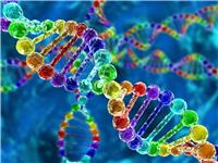 Молекулярно-генетическое исследование HLA-B27