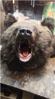 Таксидермия (изготовление) головы медведя с открытой пастью в Новосибирске