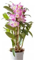 Орхидея Дендробиум d12, НИДЕРЛАНДЫ, код 3110101486, штрихкод 300040602001, артикул
