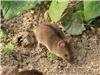 Услуги по дератизации, уничтожению грызунов (мышей, крыс): квартира