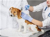 Ветлечение, Вакцинация собак Мультикан-8 от чумы, аденовируса, энтерита, лептоспироза, бешенства