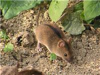 Услуги по дератизации, уничтожению грызунов (мышей, крыс) для частных и юридических лиц на открытых территориях