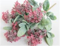 Барбарис бук 5 вет 30 см, Китай, код 4140100267, штрихкод , артикул Ф-11144