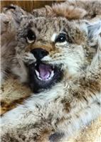 Таксидермия, изготовление ковровой головы рыси в Новосибирске