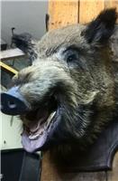 Таксидермия, изготовление головы кабана с открытой пастью в Новосибирске