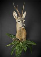 Таксидермия, изготовление головы косули в Новосибирске