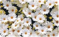 Скатерть ПВХ 60х90 см Ромашки, РОССИЯ, код 01209350178, штрихкод 468000985514, артикул 6002
