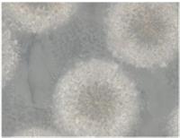 Обои EuroDecor 1,06х10м (Рэй), Россия, код 07101120273, штрихкод 462023070664, артикул 7296-22