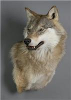 Таксидермия, изготовление ковровой головы волка, рыси в Новосибирске