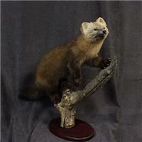 Таксидермия, изготовление чучела соболя, куницы, норки в Новосибирске