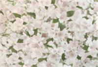 Обои Elysium Е107201, 1,06х10м (Ясмин), Россия, код 07101300570, штрихкод 469039333951, артикул Е107201 АКЦИЯ